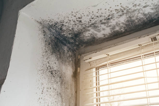 Affordable Mold Removal solutions in Leander, TX
